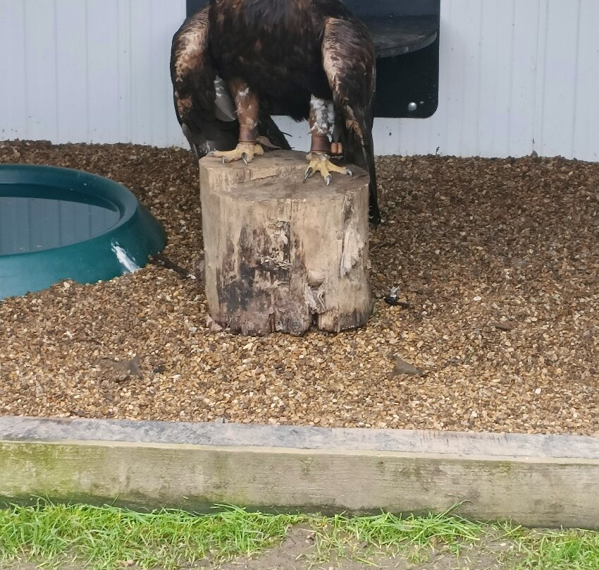 Baytree Owl and Raptor Centre-Spalding必去景点