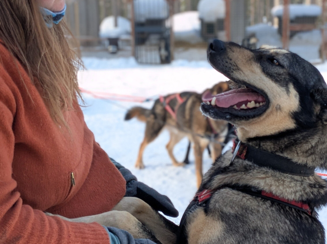 Pinewood's huskies-罗瓦涅米必去景点