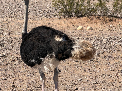 Rooster Cogburn Ostrich Ranch-Picacho必去景点