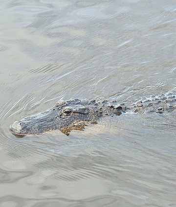 Ragin Cajun Airboat Tours-新奥尔良必去景点