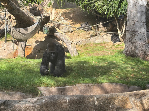 圣地亚哥野生动物公园-埃斯孔迪多必去景点