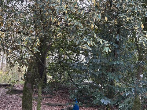 Parque do Fontelo-维塞乌必去景点