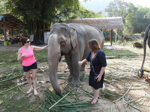 Elephant Peace Project-清莱必去景点