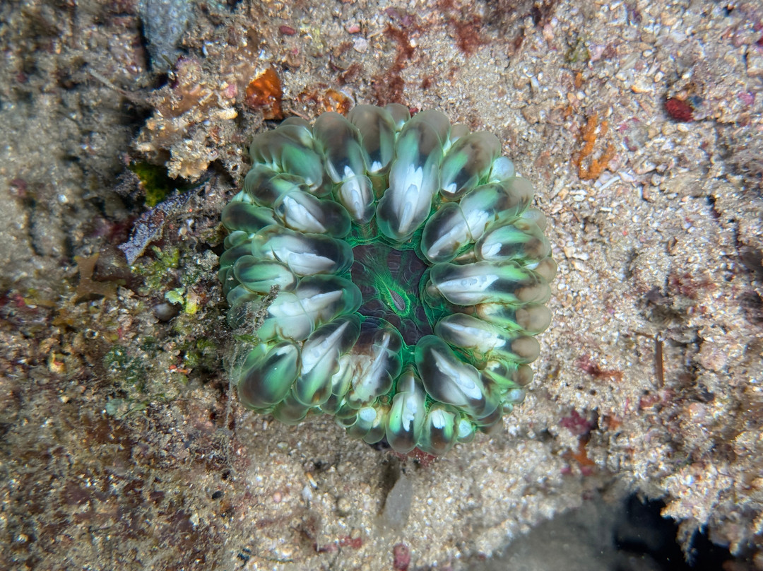 Scuba Duka-迪亚尼必去景点