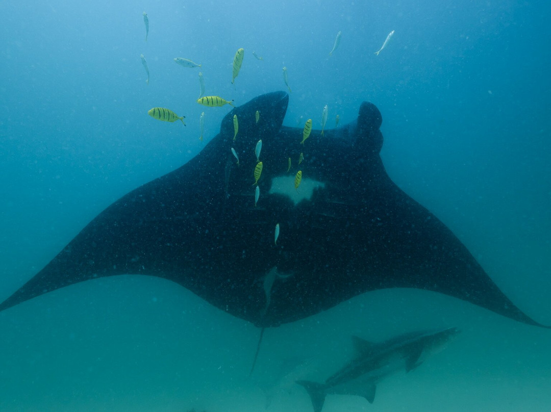 Ningaloo Experience-珊瑚湾必去景点