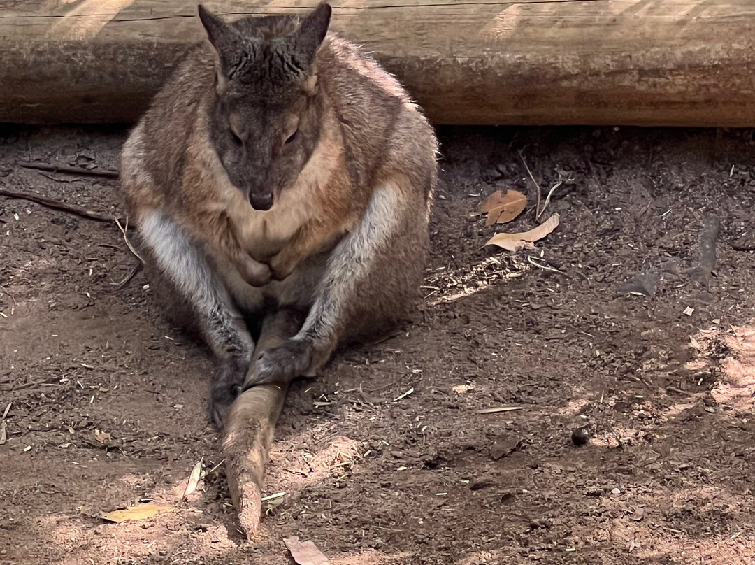 Blue Mountains Tours-格兰布鲁克必去景点