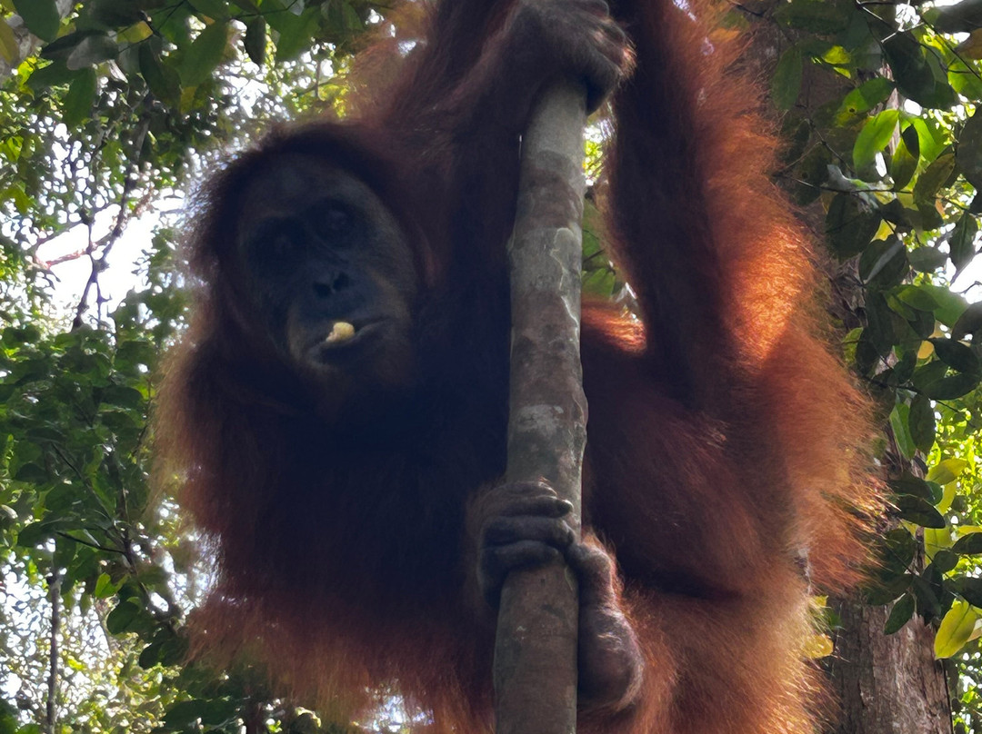 Explore Sumatra Trekking-武吉拉旺必去景点