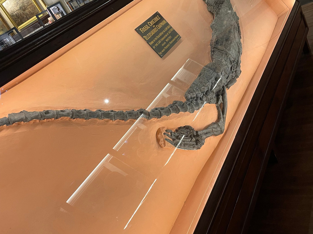 Whitby Museum-惠特比必去景点