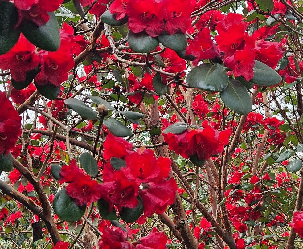 Branklyn Garden-珀斯必去景点