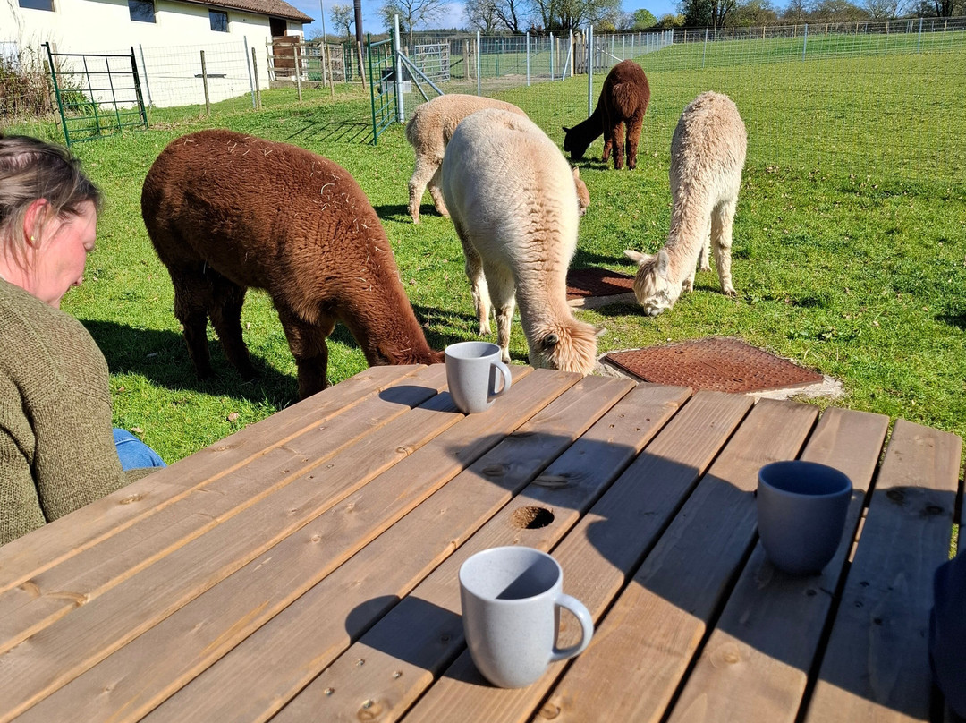 Reservoir Alpacas-Chard必去景点