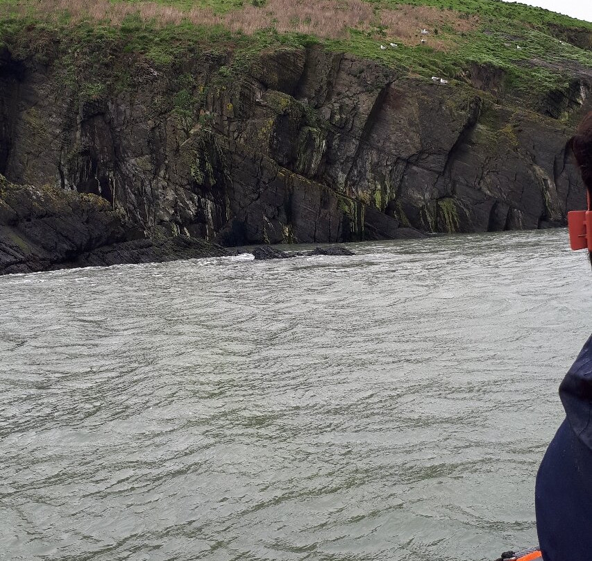 A Bay To Remember Wildlife Boat Trips-St. Dogmaels必去景点