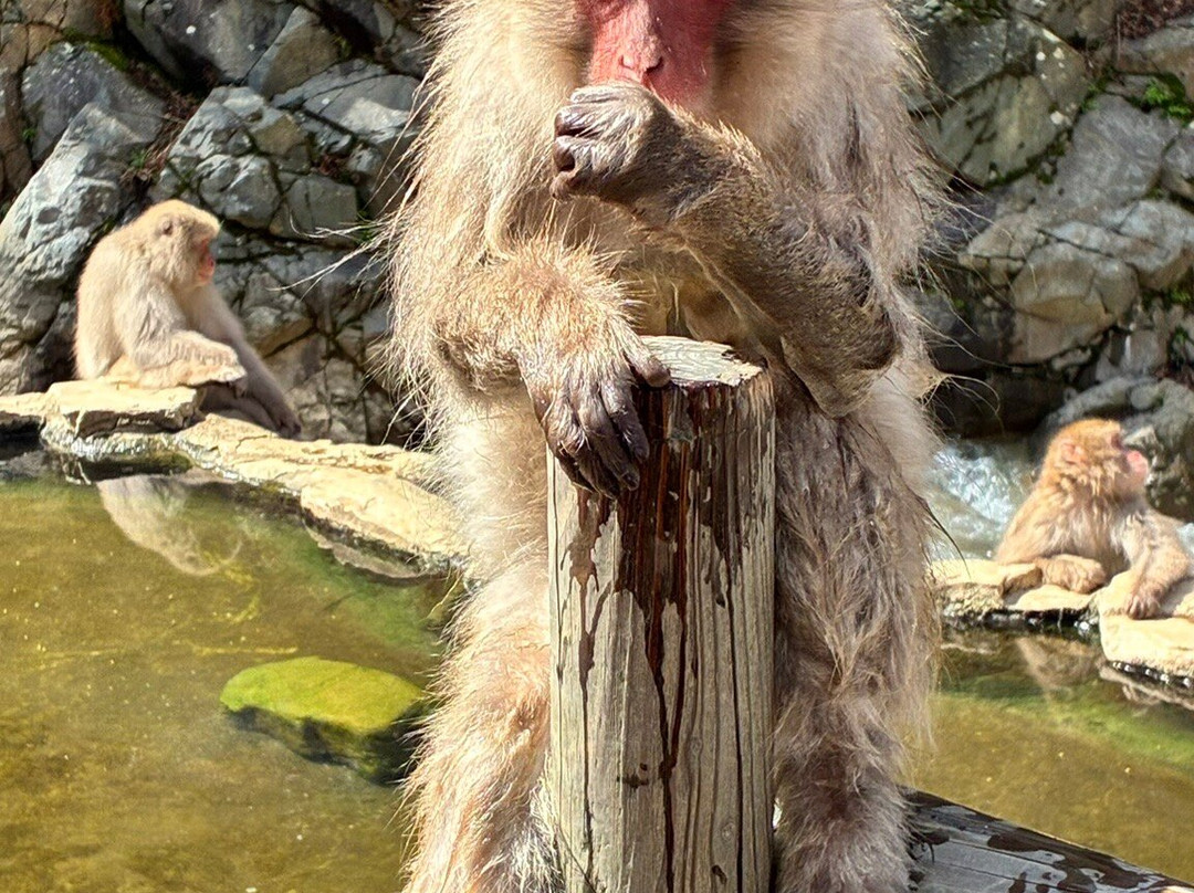 地狱谷雪猴公园-山之内町必去景点