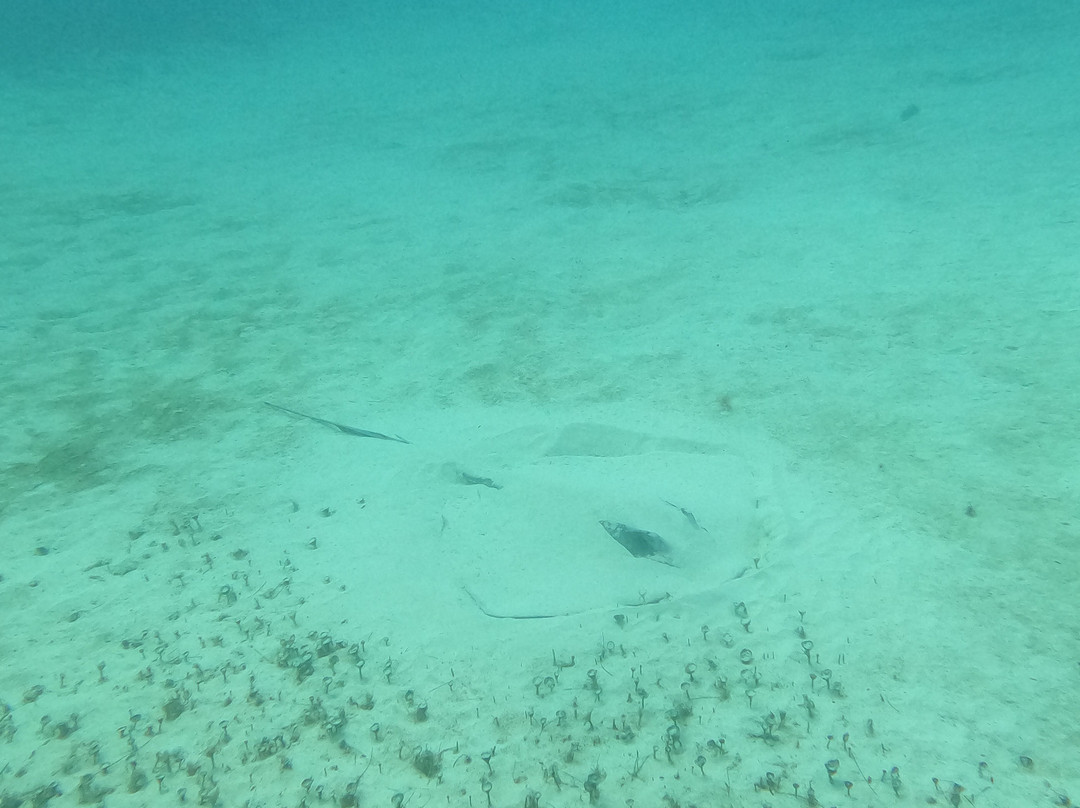 Pura Vida Diving-普拉亚德尔卡曼必去景点