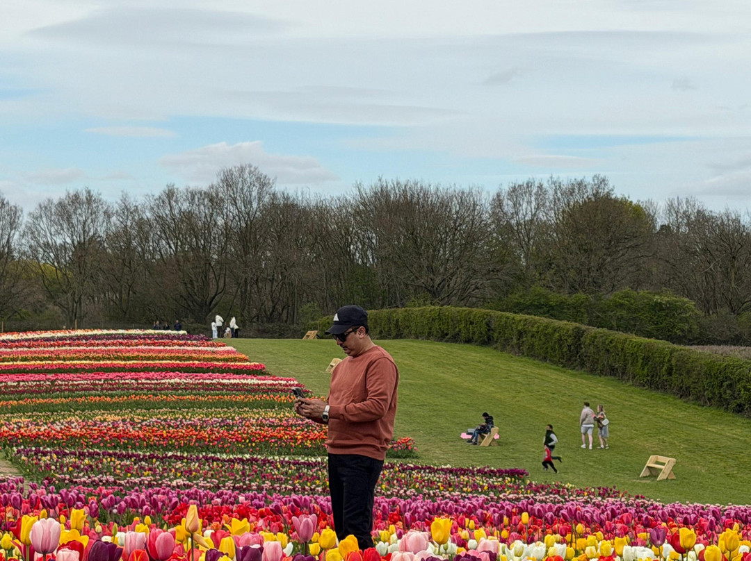 Tulleys Tulip Garden - Warwickshire-沃里克必去景点
