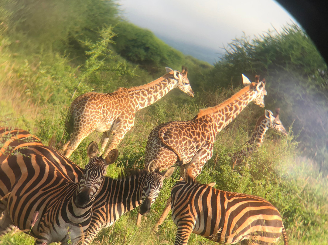 萨尔特利克野生动物园小屋主图