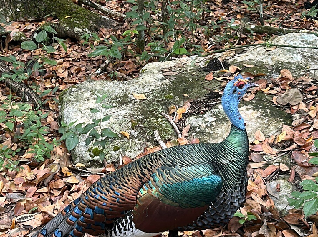 Reserva de la Biosfera de Calakmul-卡拉克穆尔必去景点