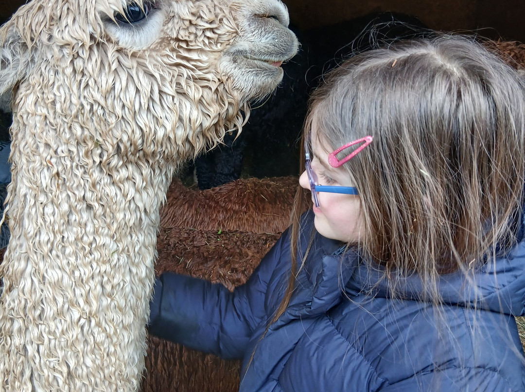 Lydford Gorge Alpacas-Lydford必去景点