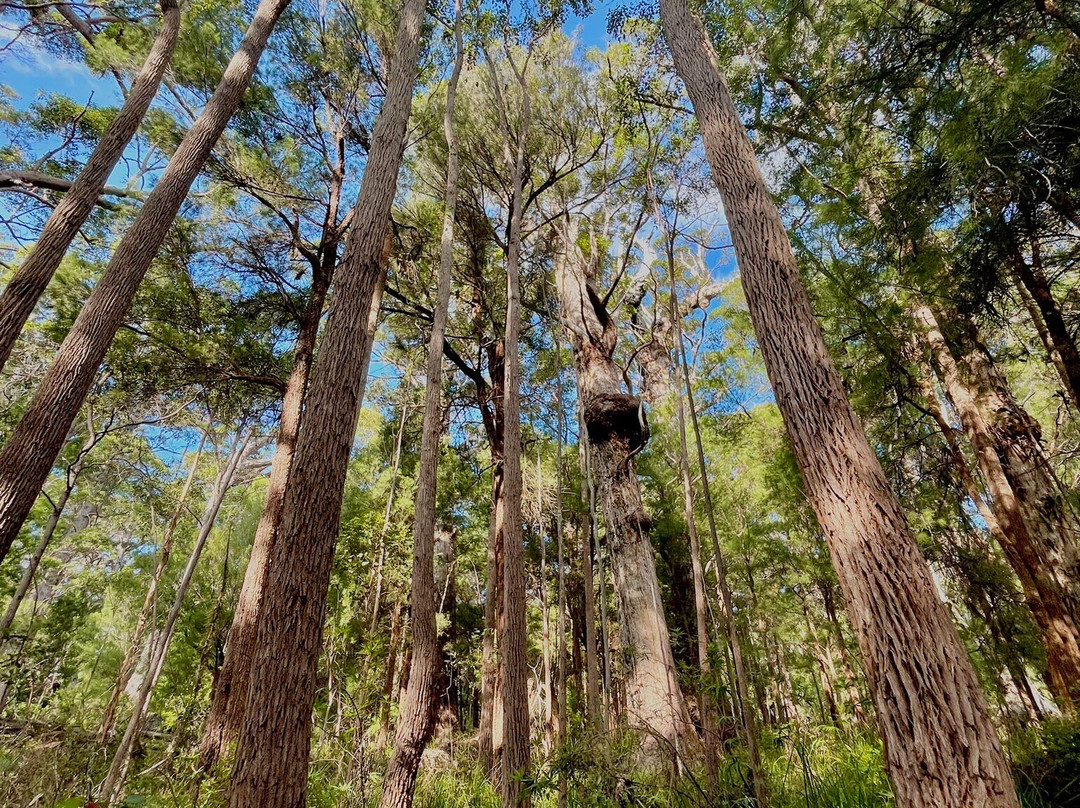 Valley of the Giants Tree Top Walk-Nornalup必去景点