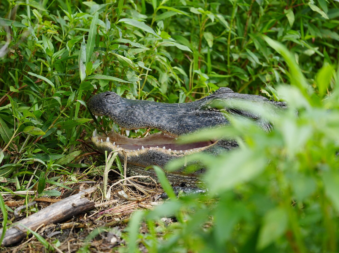 Airboat and Gator Charters-De Leon Springs必去景点