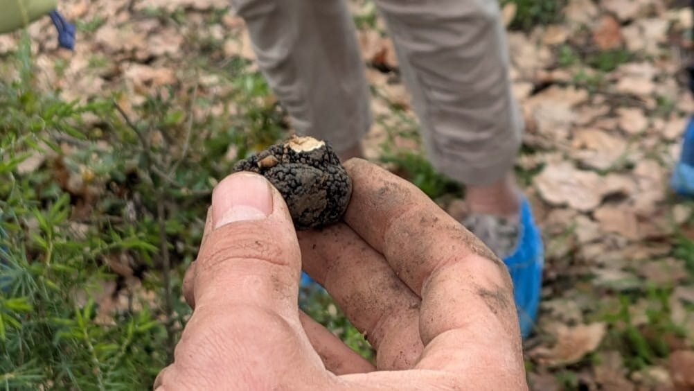 Truffle Hunting-卡兰巴卡必去景点