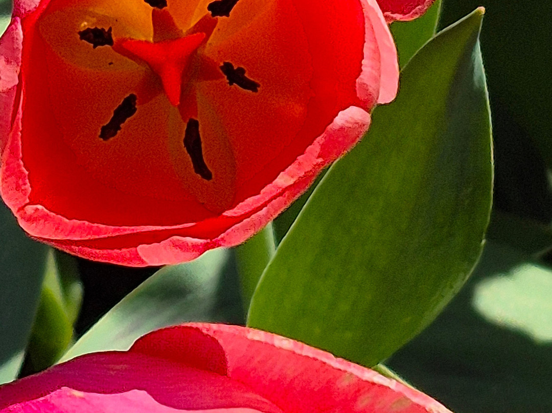 Longwood Gardens-肯尼特斯奎尔必去景点
