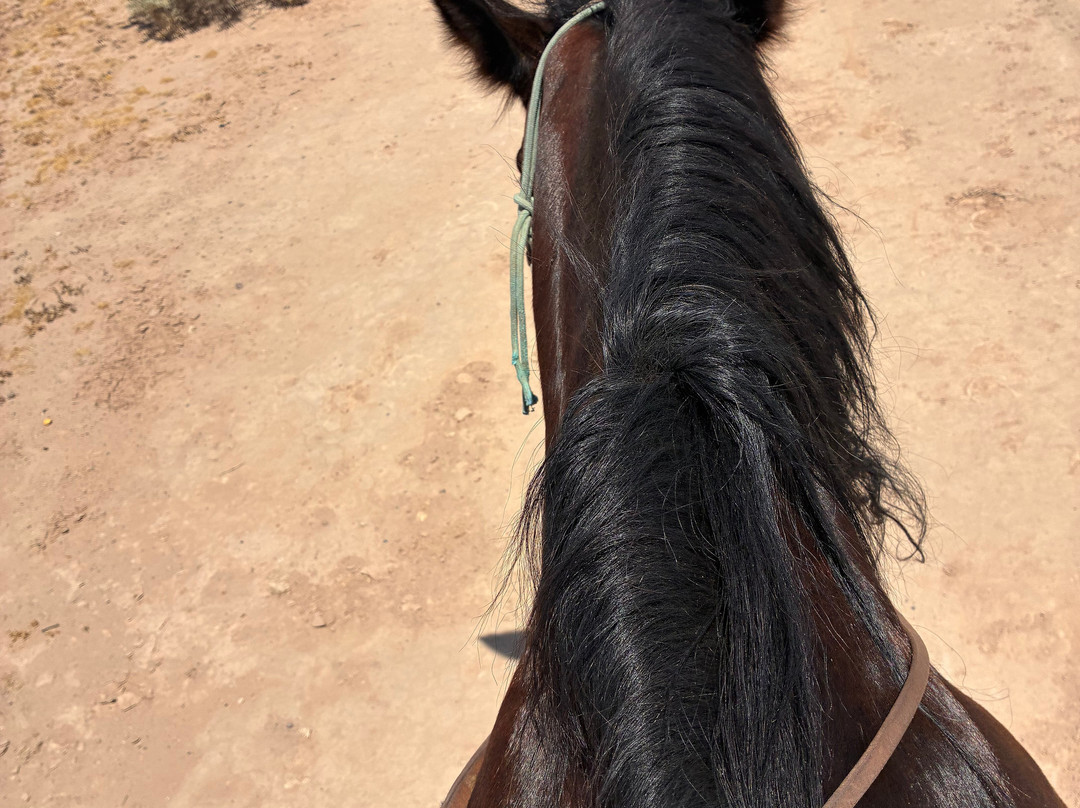 KOLI Equestrian Center-钱德勒必去景点