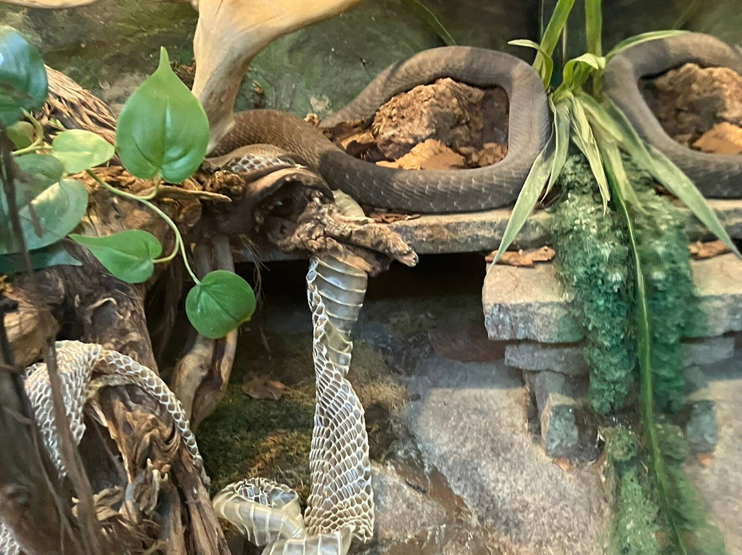 Reptilienzoo Happ-卡拉根渡口必去景点