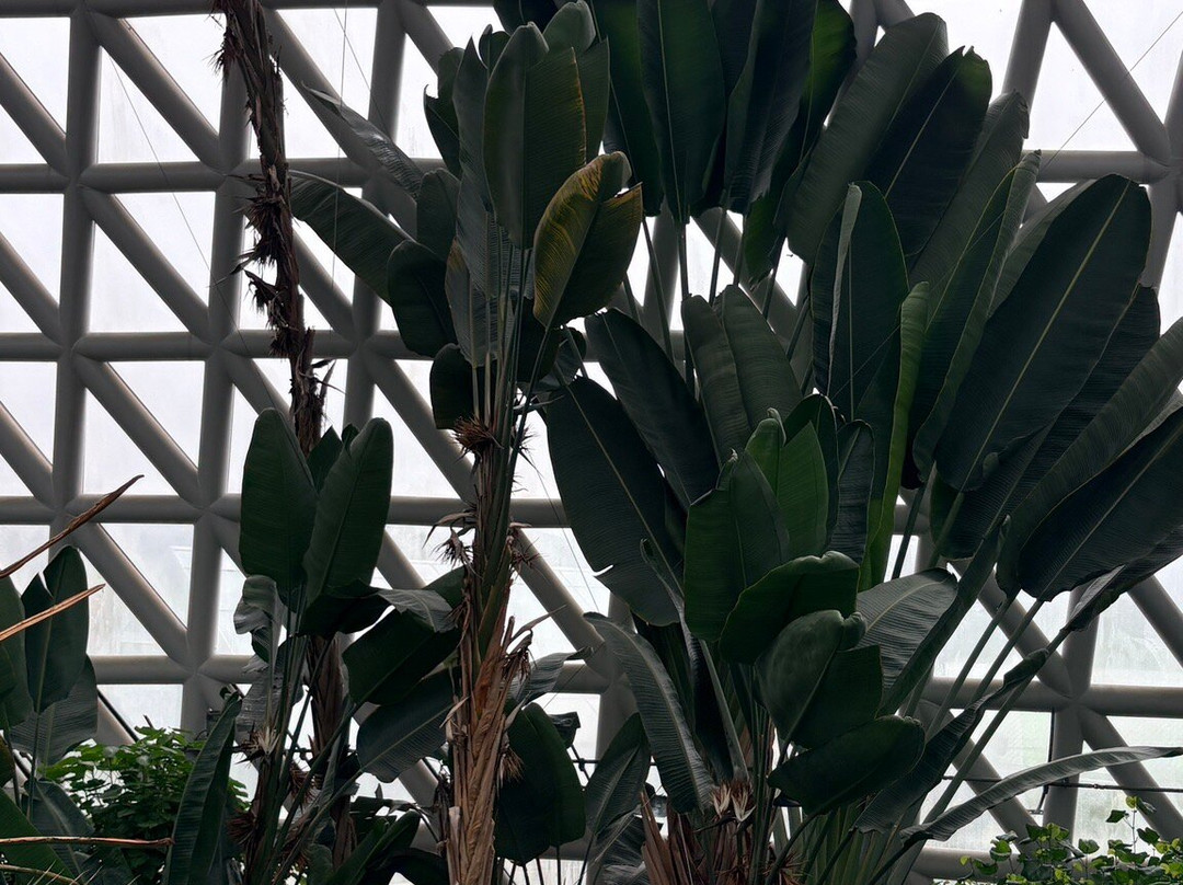 Geoje Botanic Garden Jungle Dome-巨济市必去景点
