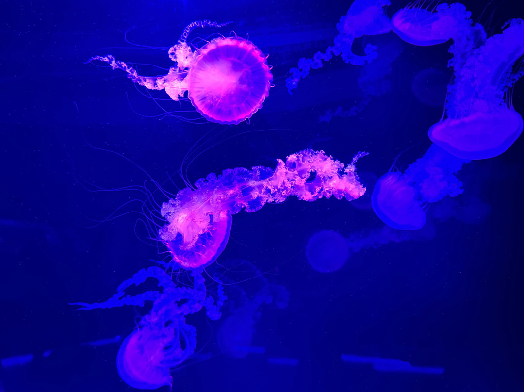 Jellyfish Museum-庞帕诺比奇必去景点