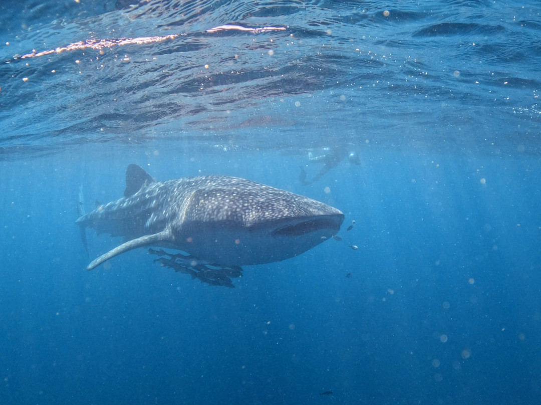 Ningaloo Reef Whale Sharks-珊瑚湾必去景点