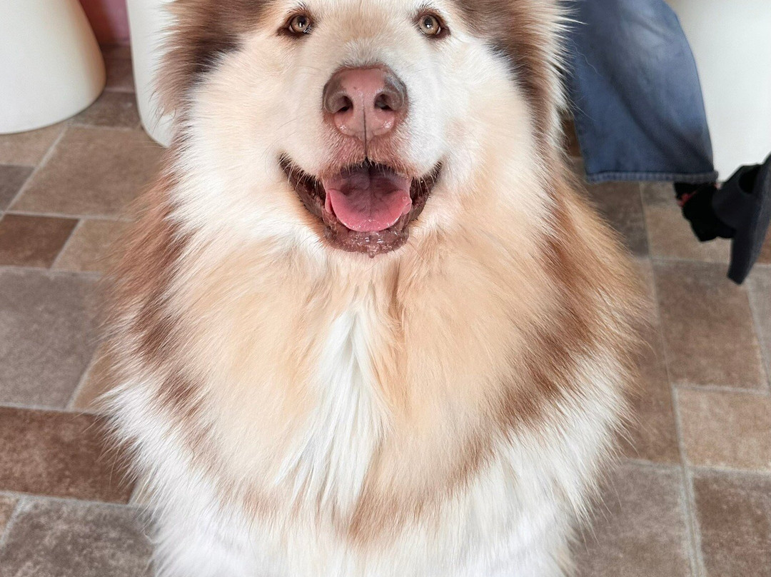 Large Dog Cafe GRAND MOU