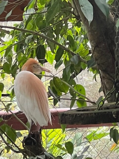 Birdworld Kuranda-库兰达必去景点