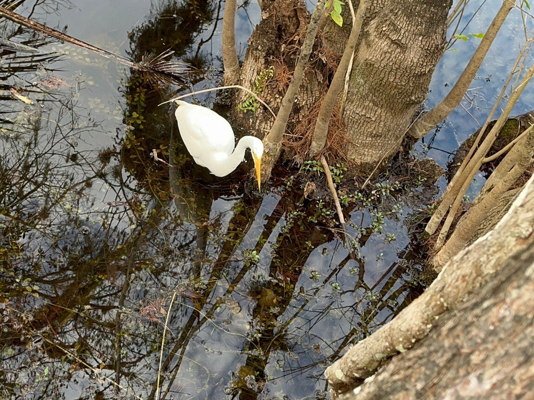 Six Mile Cypress Slough Preserve-迈尔斯堡必去景点