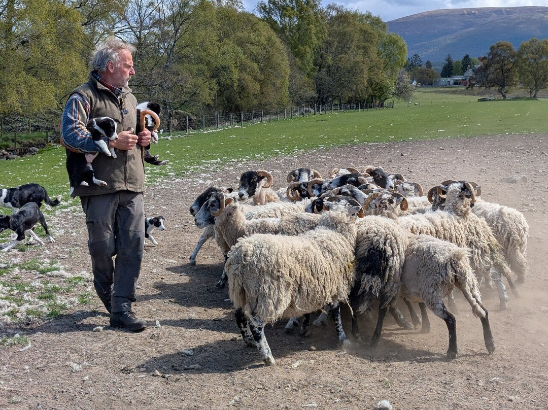Working Sheepdogs-Kincraig必去景点