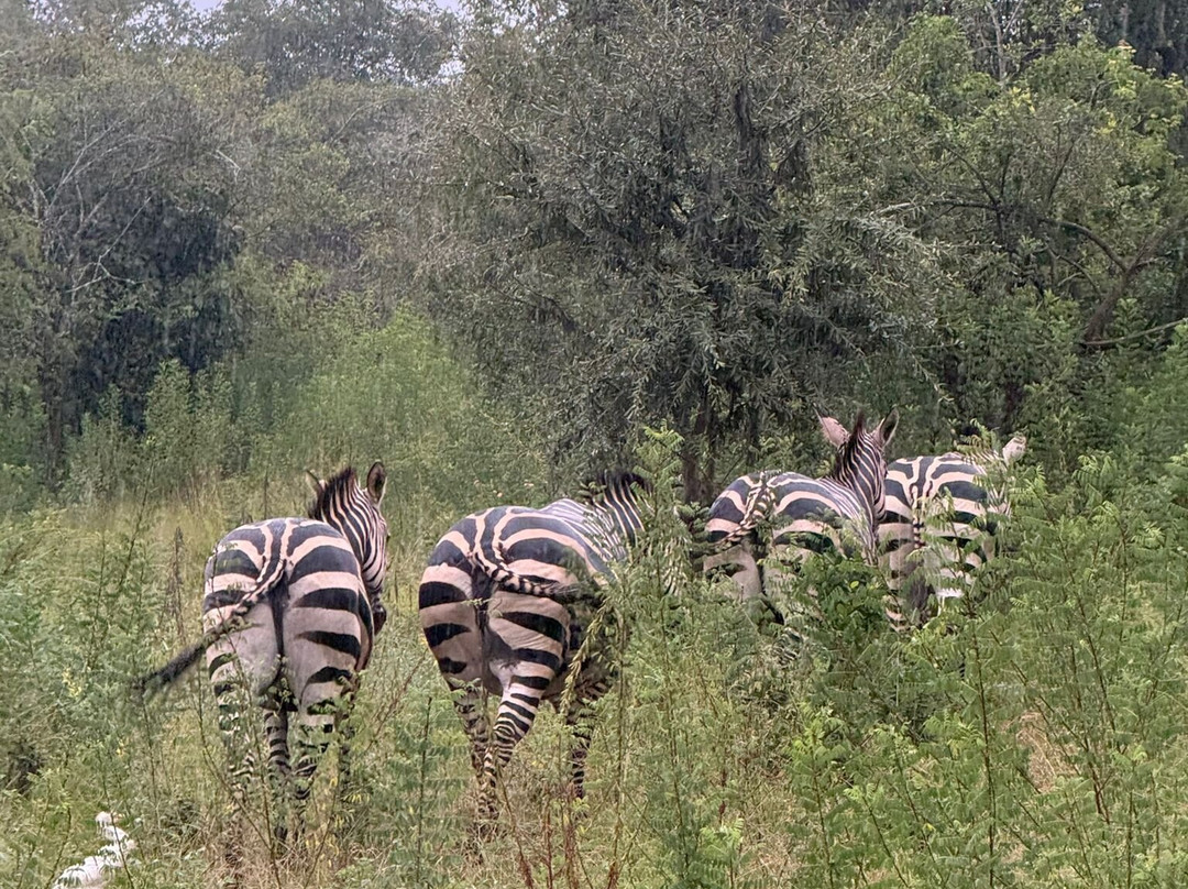 Akagera National Park-Eastern Province必去景点