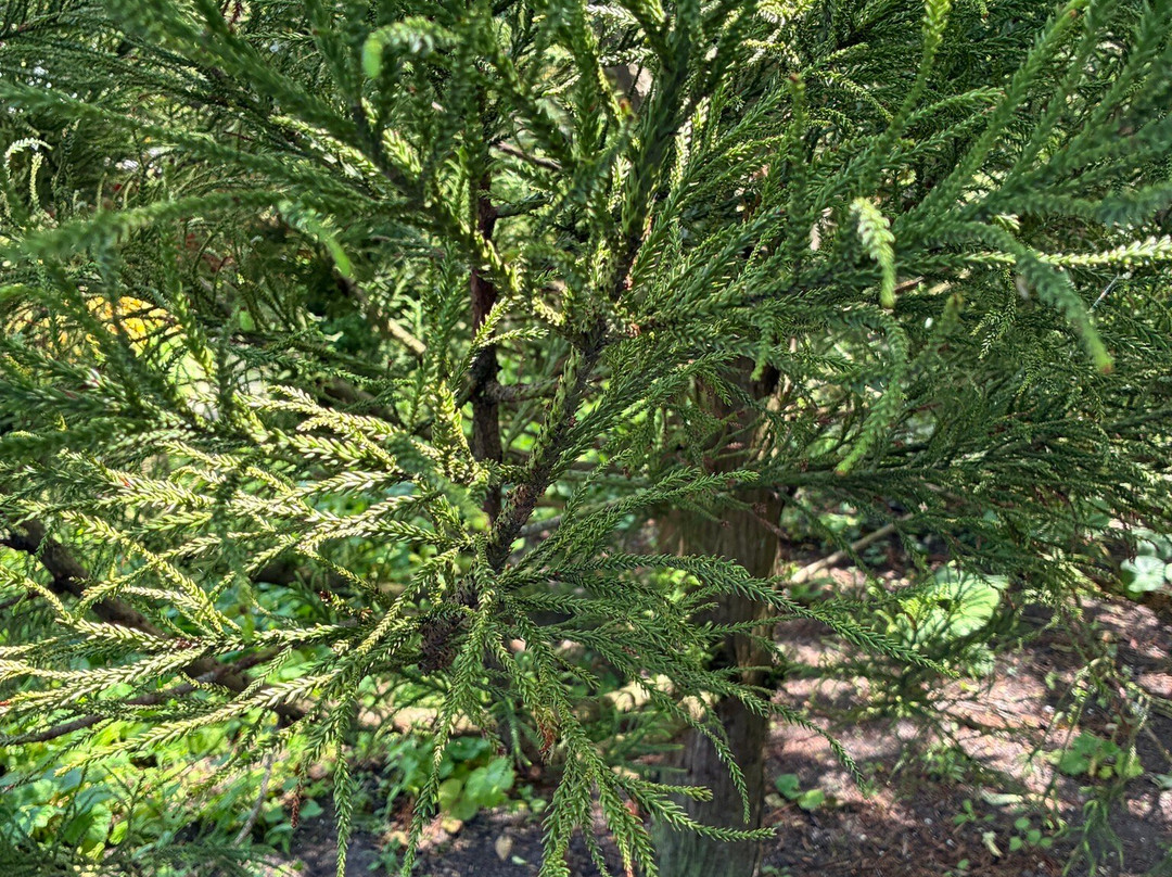 Hortus Botanicus Leiden-莱顿必去景点