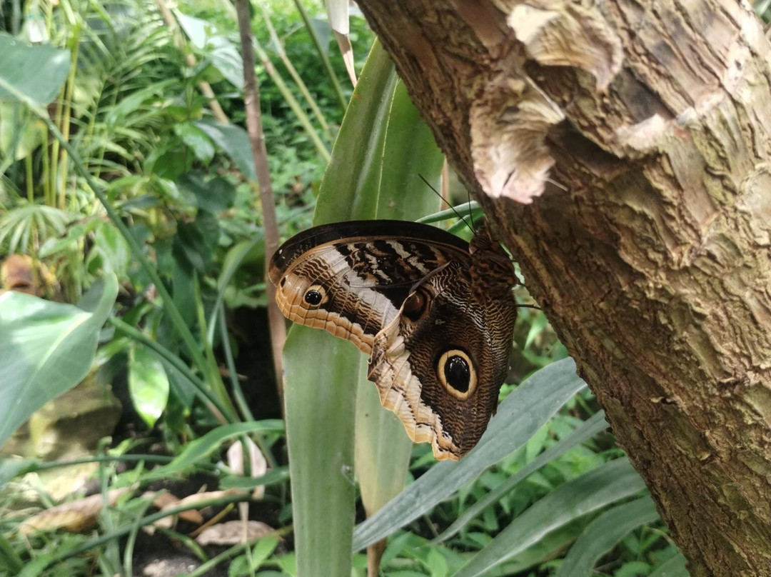 Stratford Butterfly Farm-埃文河畔斯特拉特福必去景点