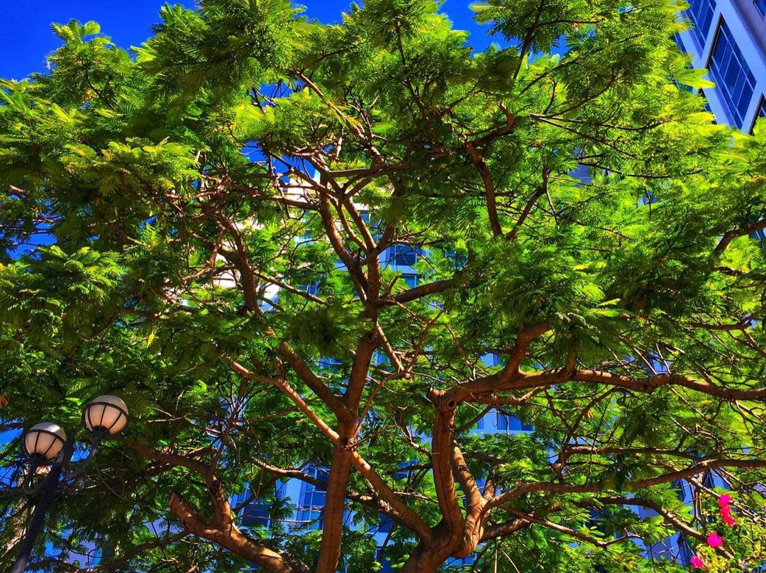 市区植物园-布里斯班必去景点