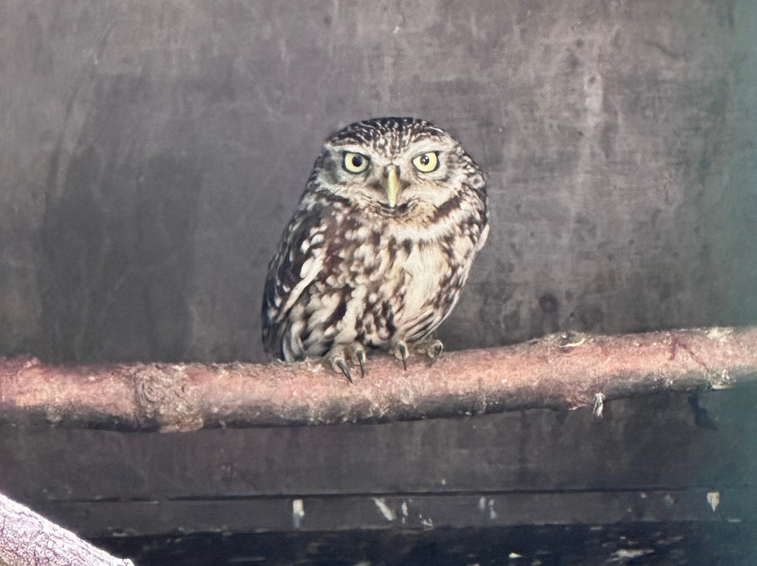 The Owls Trust-兰迪德诺必去景点