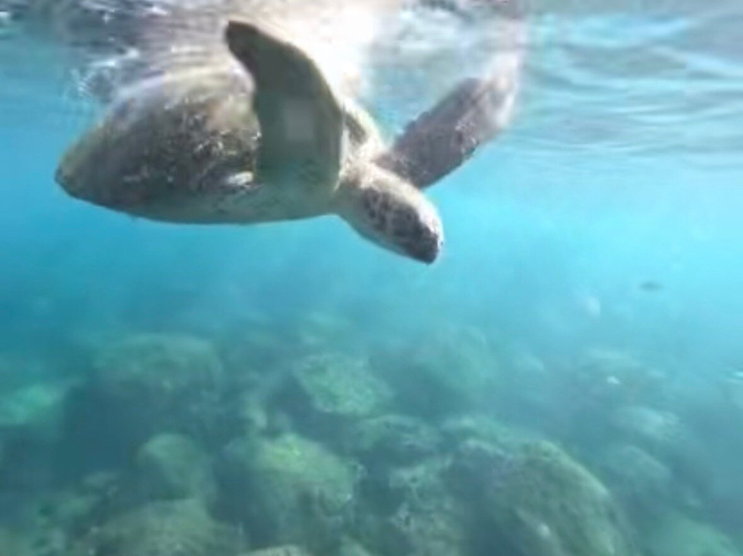 Tweed Turtle Tours-Tweed Heads South必去景点