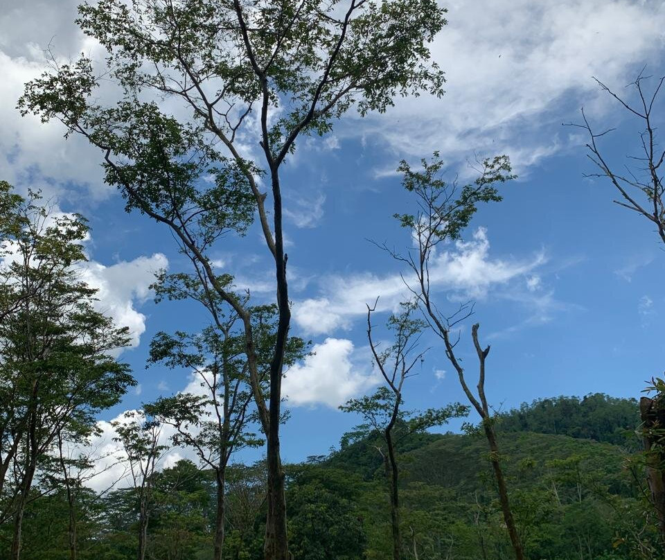 Seethawaka Wet Zone Botanic Gardens-Avissawella必去景点