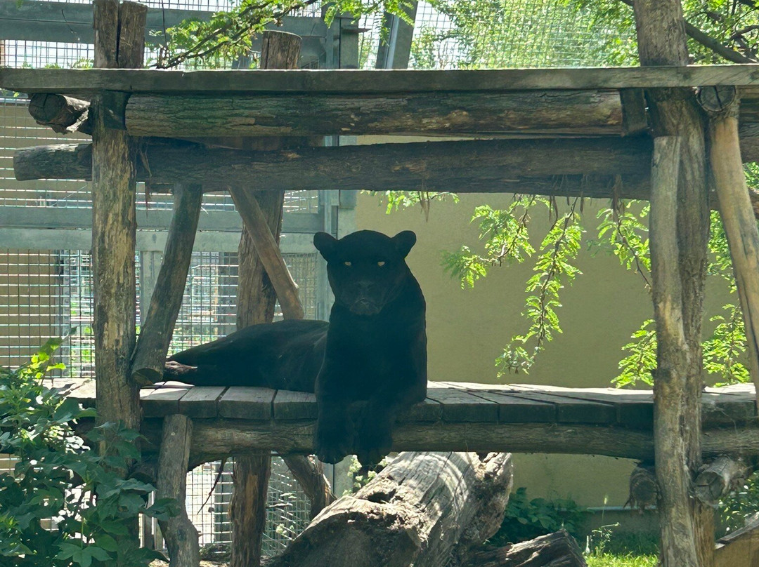 Malkia Park- Big Cats Rescue-Orechova Poton必去景点