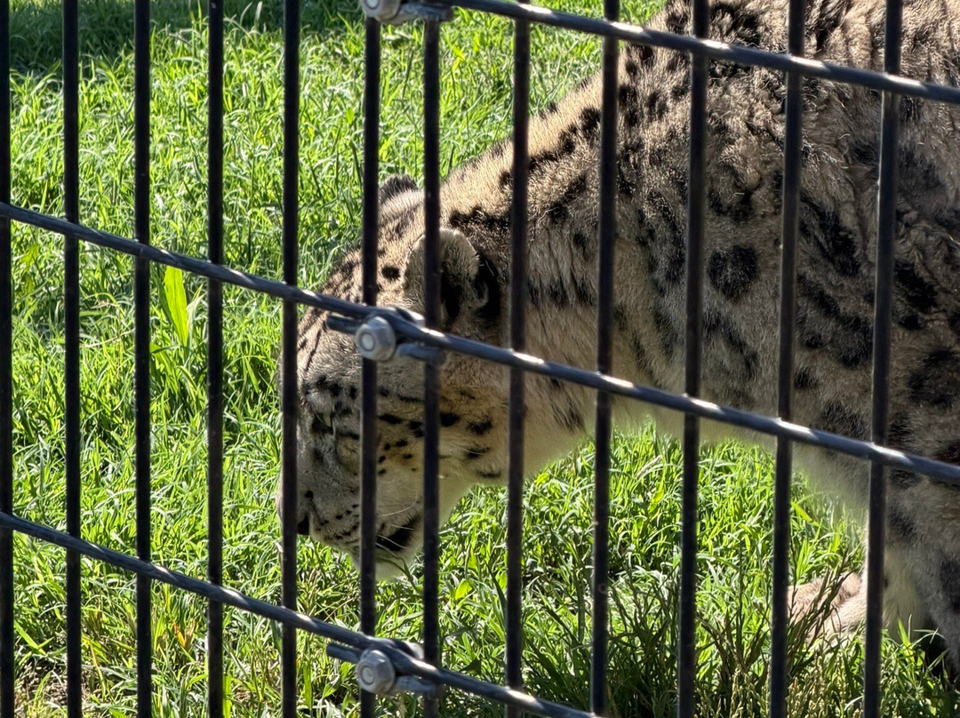 Tanganyika Wildlife Park-Goddard必去景点