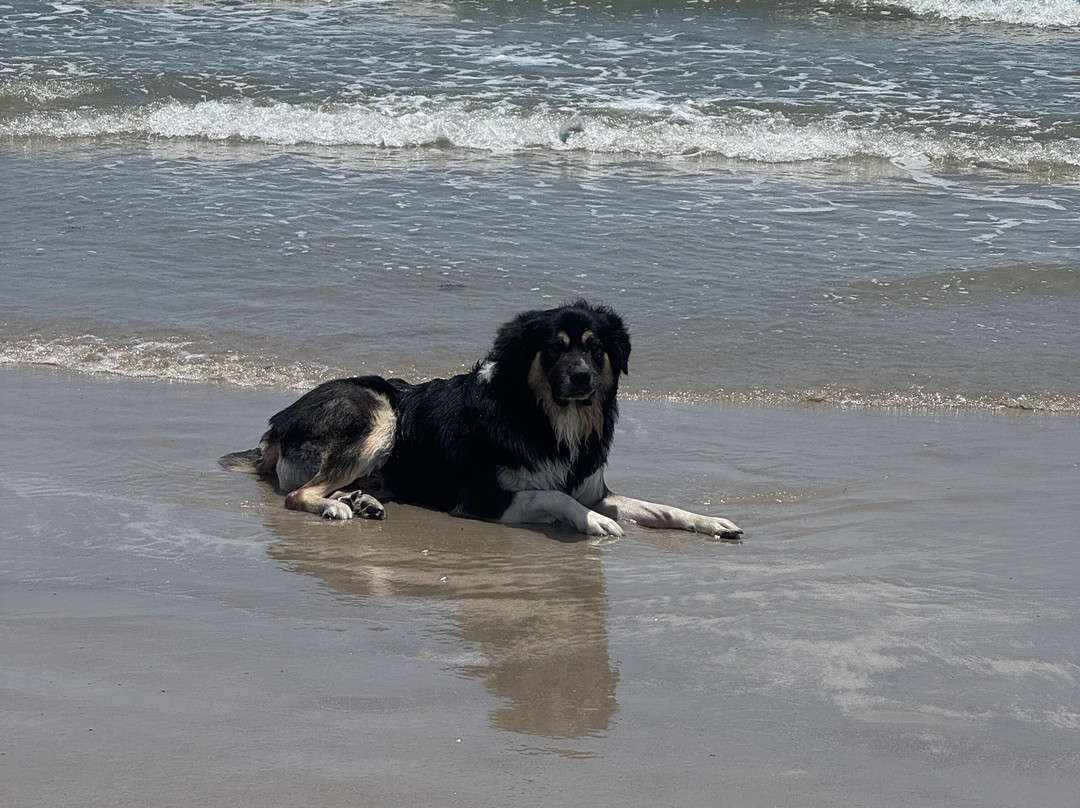 Beachcomber主图
