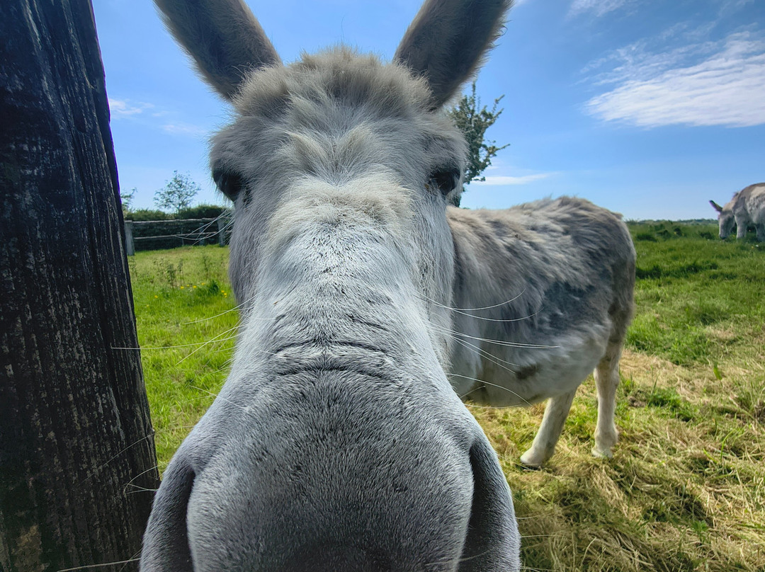 The Donkey Sanctuary-Mallow必去景点