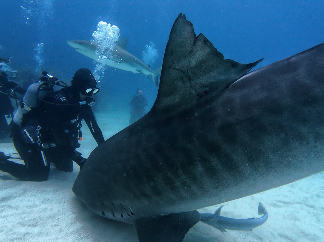 Epic Diving-West End必去景点