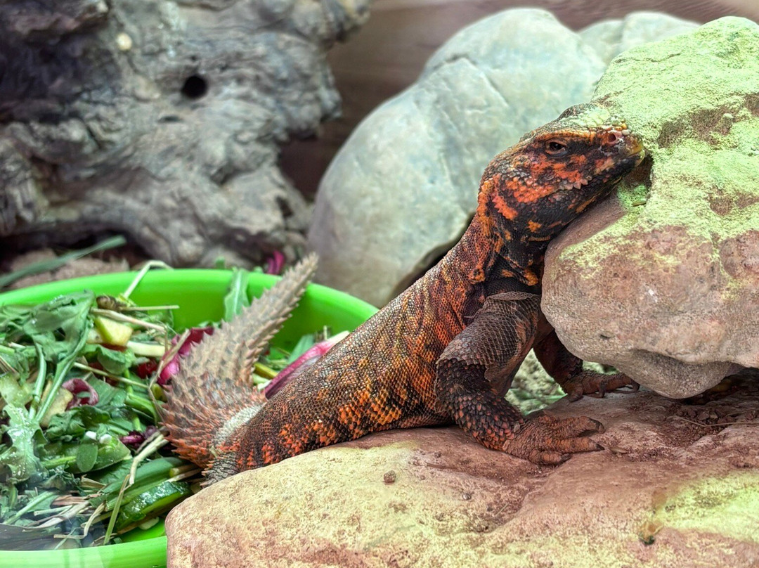 Aquaworld Aquarium & Reptile Rescue Centre-赫索尼索斯必去景点