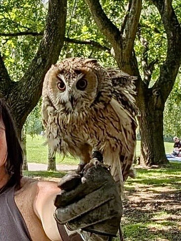 Leeds Castle Falconry Experiences-Leeds必去景点