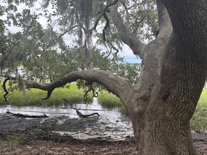 Pinckney Island National Wildlife Refuge-希尔顿头岛必去景点