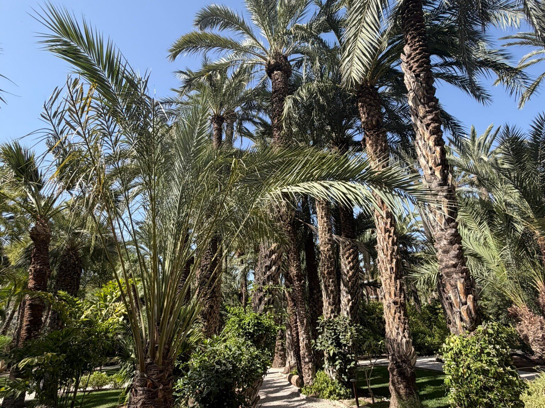 Palmeral of Elche-埃尔切必去景点
